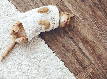 地板和寵物我都要?。?></div>
					<span id=