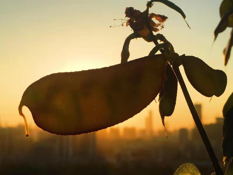 地多寶打卡日常—Monday