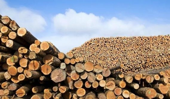 中國(guó)為世界上最大的木材進(jìn)口國(guó) 美國(guó)排名第二